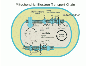 ElectronTransportChain