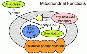 MitochondrialFunctions